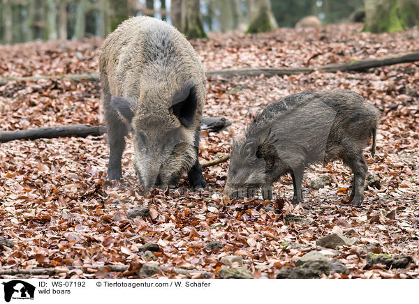 Wildschweine / wild boars / WS-07192