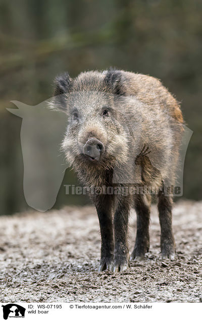 Wildschwein / wild boar / WS-07195