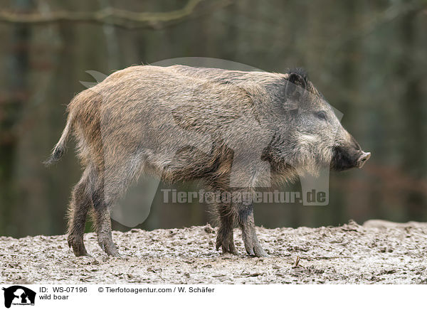 Wildschwein / wild boar / WS-07196