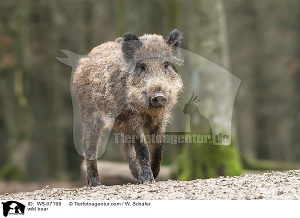 Wildschwein / wild boar / WS-07199