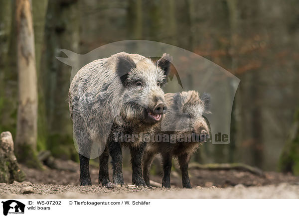 Wildschweine / wild boars / WS-07202