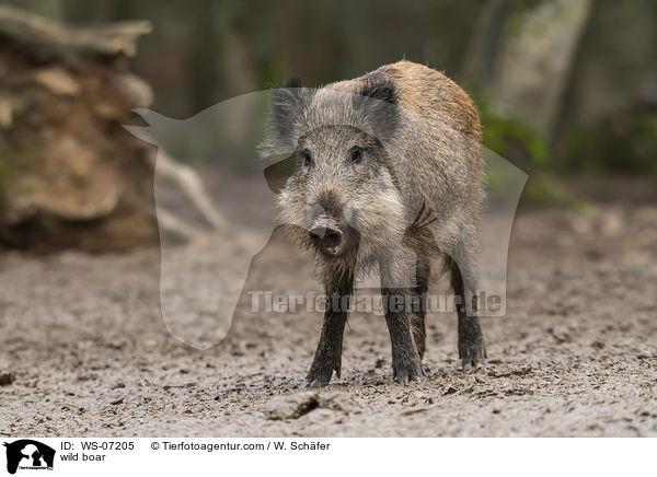 Wildschwein / wild boar / WS-07205