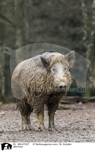 Wildschwein / wild boar / WS-07207