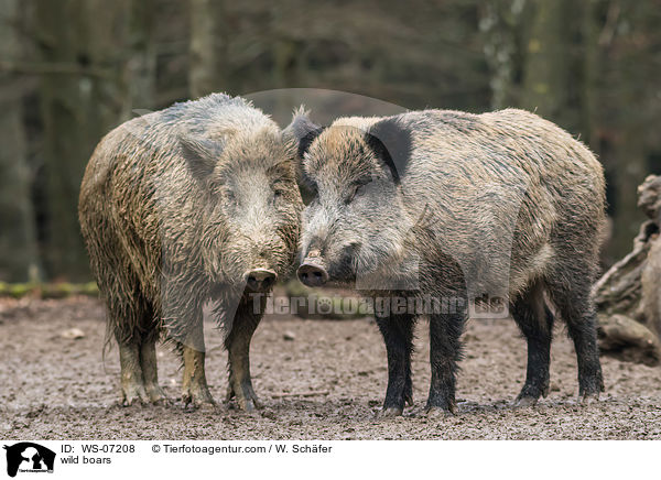 Wildschweine / wild boars / WS-07208