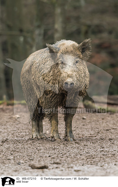 Wildschwein / wild boar / WS-07210