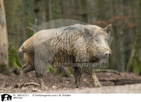 Wildschwein / wild boar / WS-07211