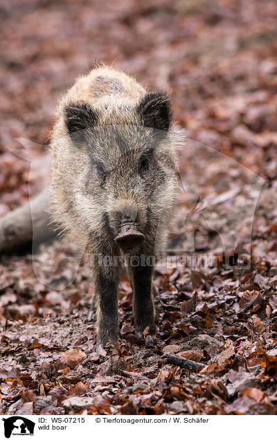 Wildschwein / wild boar / WS-07215