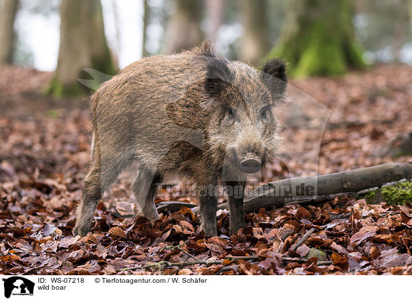 Wildschwein / wild boar / WS-07218