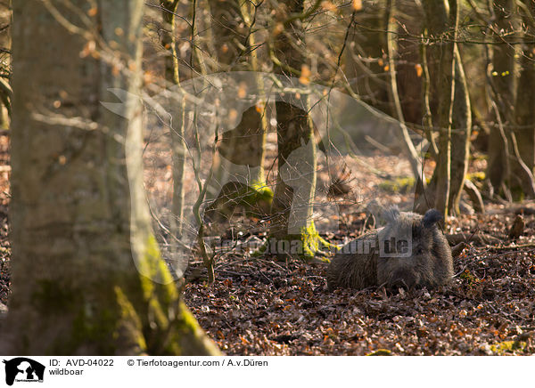 Wildschwein / wildboar / AVD-04022