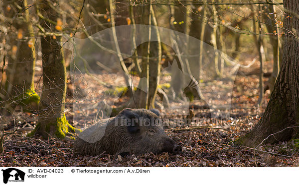 Wildschwein / wildboar / AVD-04023