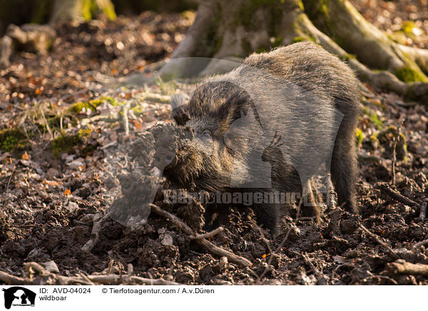 Wildschwein / wildboar / AVD-04024