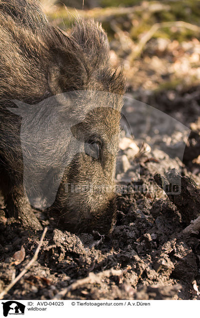 Wildschwein / wildboar / AVD-04025