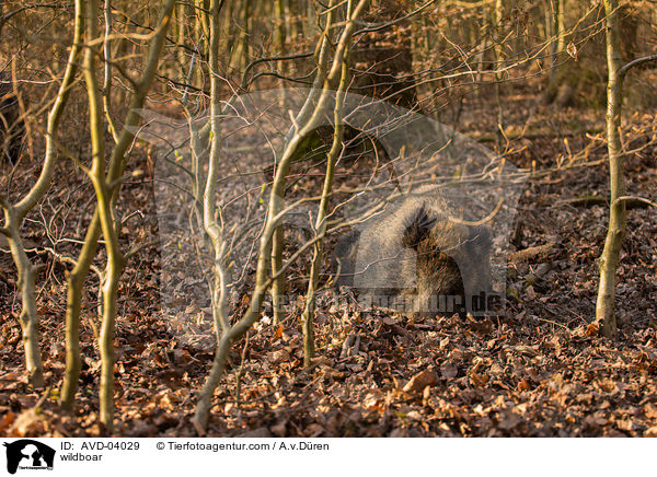 Wildschwein / wildboar / AVD-04029