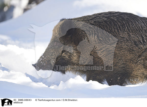 Wildschwein / wildboar / DMS-08643