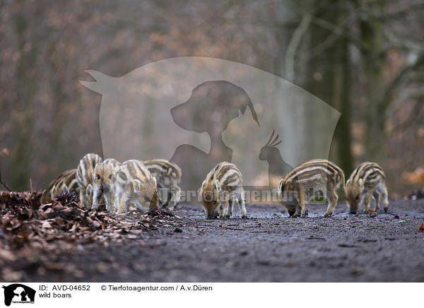 Wildschweine / wild boars / AVD-04652