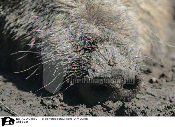 Wildschwein / wild boar / AVD-04659