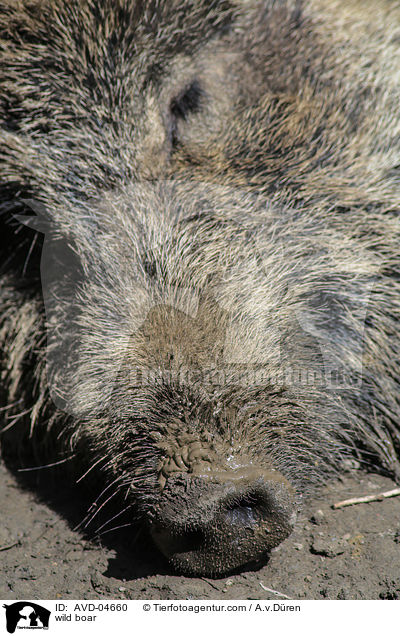 Wildschwein / wild boar / AVD-04660