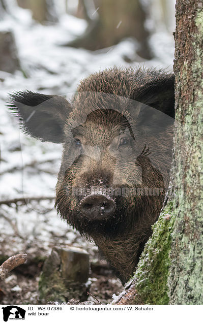 Wildschwein / wild boar / WS-07386