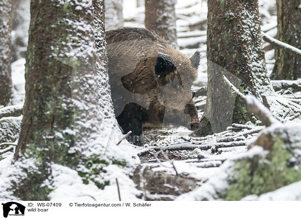 Wildschwein / wild boar / WS-07409