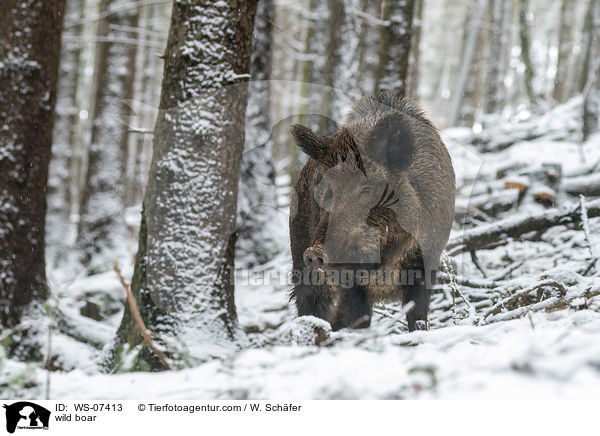 Wildschwein / wild boar / WS-07413