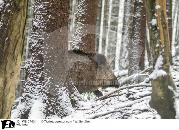 Wildschwein / wild boar / WS-07431