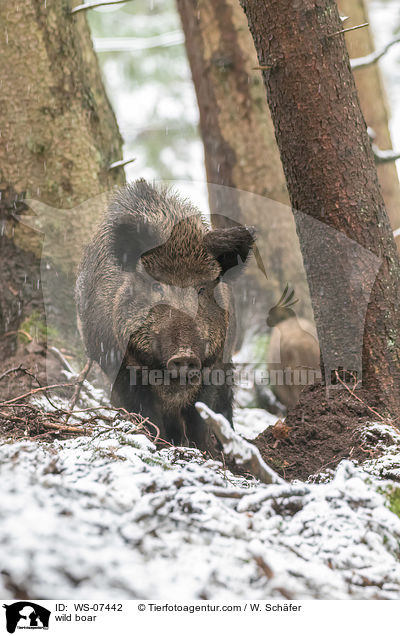 Wildschwein / wild boar / WS-07442