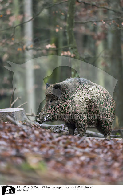 Wildschwein / wild boar / WS-07624