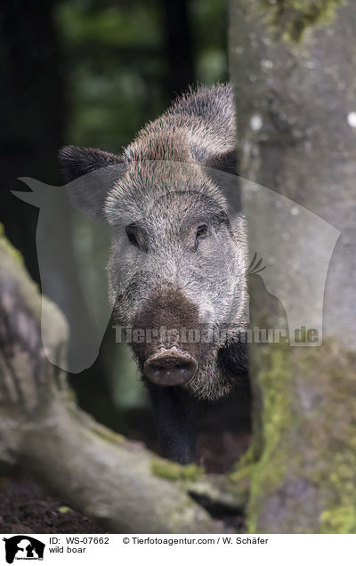 Wildschwein / wild boar / WS-07662