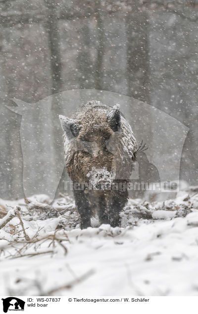 Wildschwein / wild boar / WS-07837