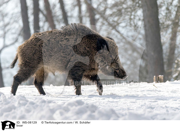 Wildschwein / boar / WS-08129