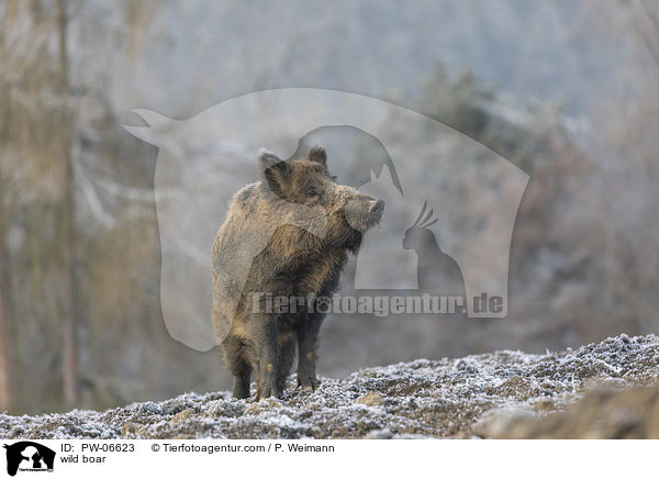 Wildschwein / wild boar / PW-06623