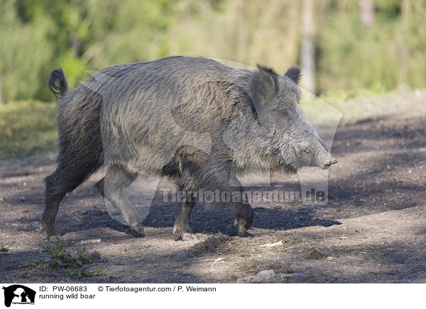 rennendes Wildschwein / running wild boar / PW-06683