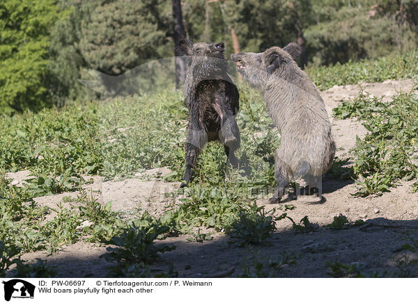 Wildschweine kmpfen spielerisch miteinander / Wild boars playfully fight each other / PW-06697