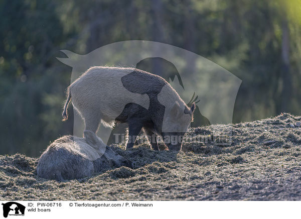 Wildschweine / wild boars / PW-06716