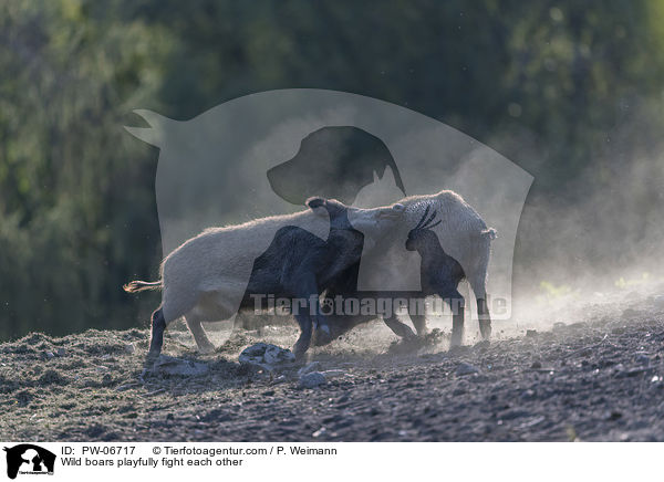 Wildschweine kmpfen spielerisch miteinander / Wild boars playfully fight each other / PW-06717