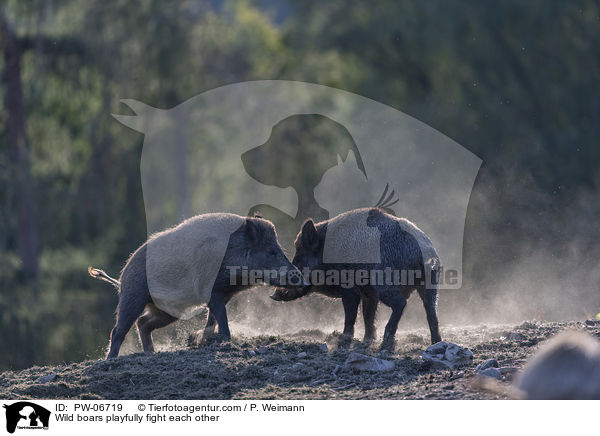 Wildschweine kmpfen spielerisch miteinander / Wild boars playfully fight each other / PW-06719