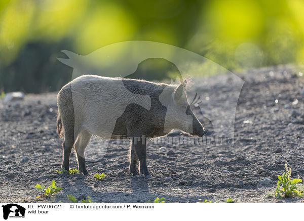 Wildschwein / wild boar / PW-06721