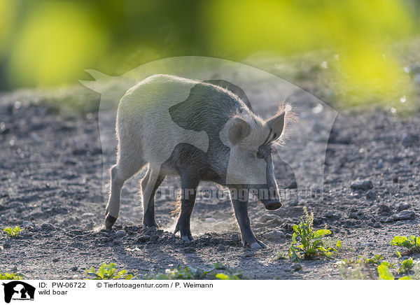 Wildschwein / wild boar / PW-06722