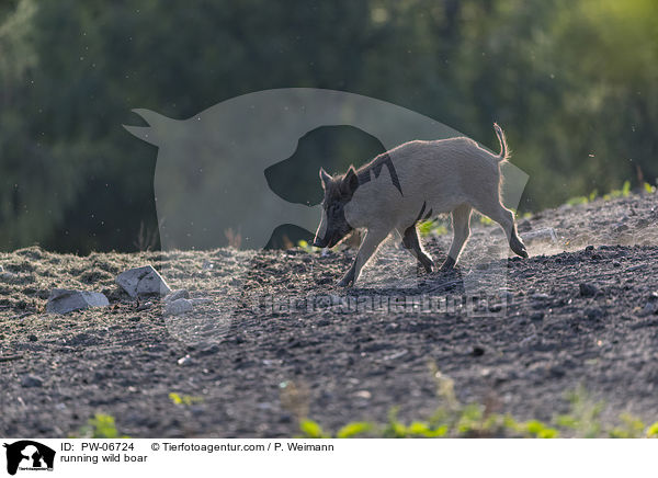 rennendes Wildschwein / running wild boar / PW-06724