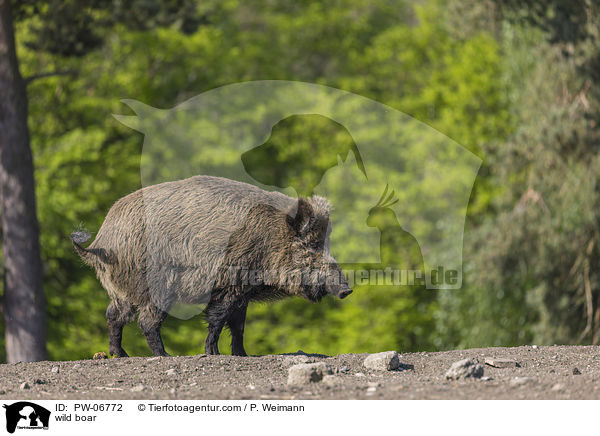 Wildschwein / wild boar / PW-06772