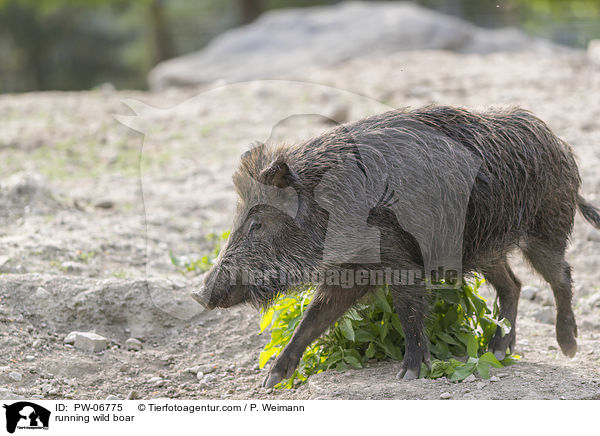 rennendes Wildschwein / running wild boar / PW-06775