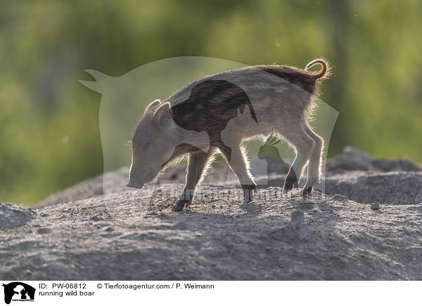 rennendes Wildschwein / running wild boar / PW-06812