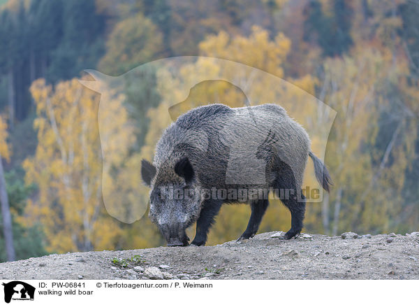 laufendes Wildschwein / walking wild boar / PW-06841