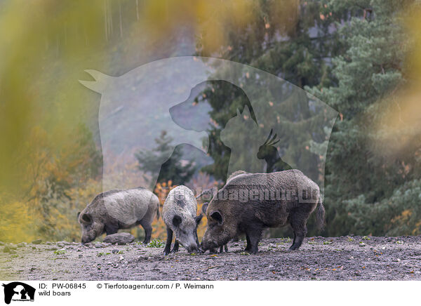 Wildschweine / wild boars / PW-06845