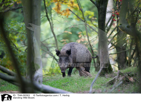 stehende Wildschweine / standing Wild Boars / THA-06583