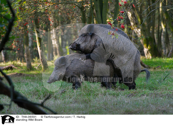 stehende Wildschweine / standing Wild Boars / THA-06591