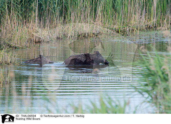 schwimmende Wildschweine / floating Wild Boars / THA-06594