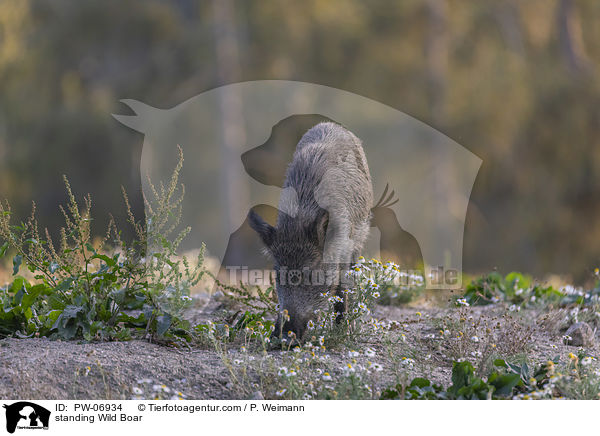 stehendes Wildschwein / standing Wild Boar / PW-06934