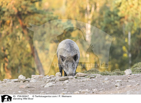 stehendes Wildschwein / standing Wild Boar / PW-06947