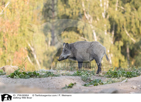 laufendes Wildschwein / walking Wild Boar / PW-06964